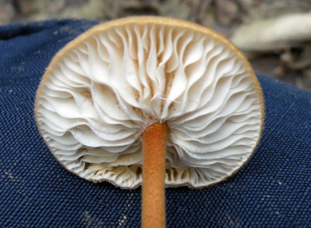 Un funghetto fastidioso